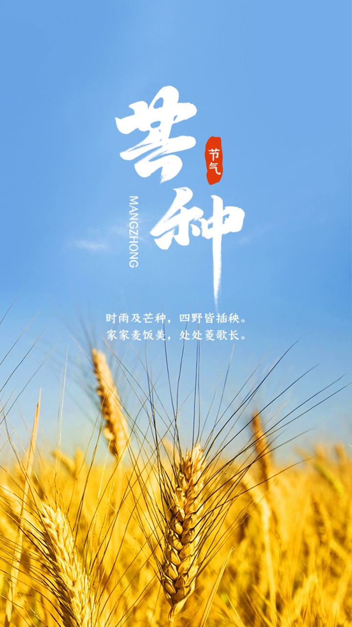 收割昨日辛劳，播种明日憧憬，芒种正当时。#收获#二十四节气#芒种#